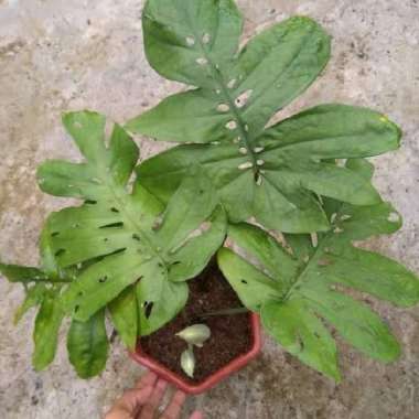 tanaman hias philodendron amydrium medium