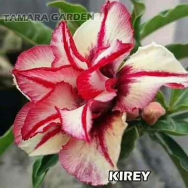 Bibit Bunga Kamboja Adenium Kirey
