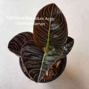 Aglonema Rotundum Aceh | tanaman hias aglonema |