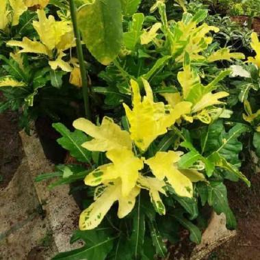 Tanaman Puring Bulan/Pohon Puring(Only Gojek).