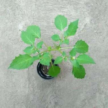 Tanaman Herbal Ciplukan