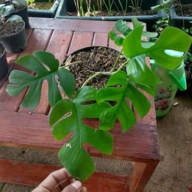 tanaman langka - Pohon koleksi - tanaman hias monstera mini - monstera