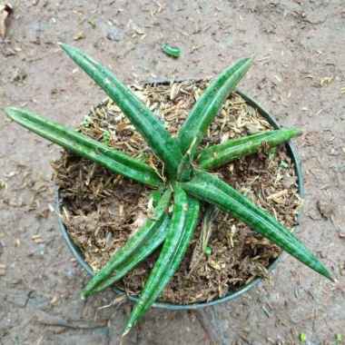 Tanaman Hias Sansivera / Lidah Mertua Tombak Mini