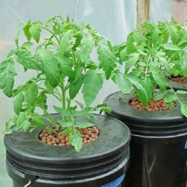 Pohon Tomat sudah ada yang berbuah