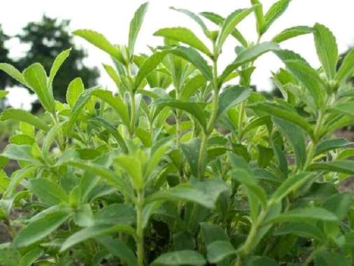 Promo 10 paket tanaman Stevia - Stepia pengganti gula