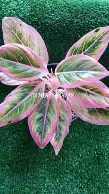 Tanaman hias AGLONEMA LOTUS DELIGHT-tanaman hias srirejeki Lotus