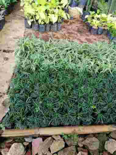 Tanaman Hias Kucai Mini pengganti rumput