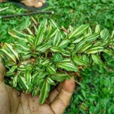 Rumput Gajah Mini Varigata per Meter