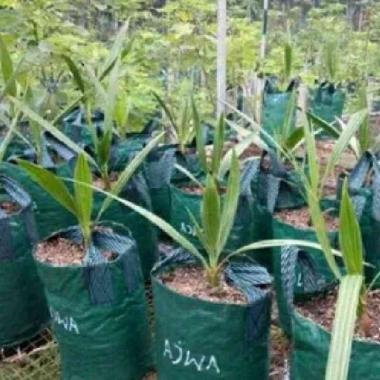 Bibit Pohon Kurma Azwa Betina