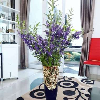 Tanaman Hias Lavender Pengusir nyamuk - Tanaman anti nyamuk