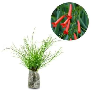 tanaman hias bunga air mancur merah
