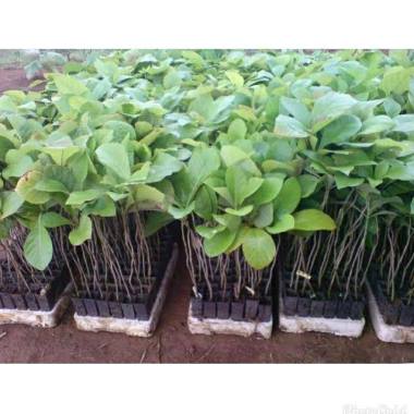 bibit tanaman jati 4 pohon Indonesia