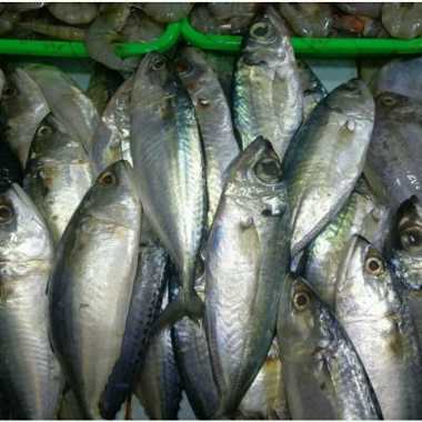 ikan ekor kuning belo