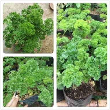 Tanaman peterseli parsley
