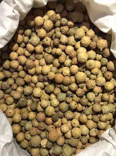 BUAH MANJAKANI 1kg