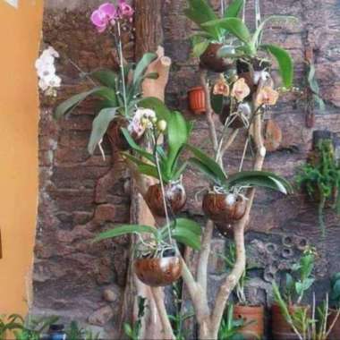 Pot batok pot bunga cantel hias anggrek OMAH POT KEBUMEN