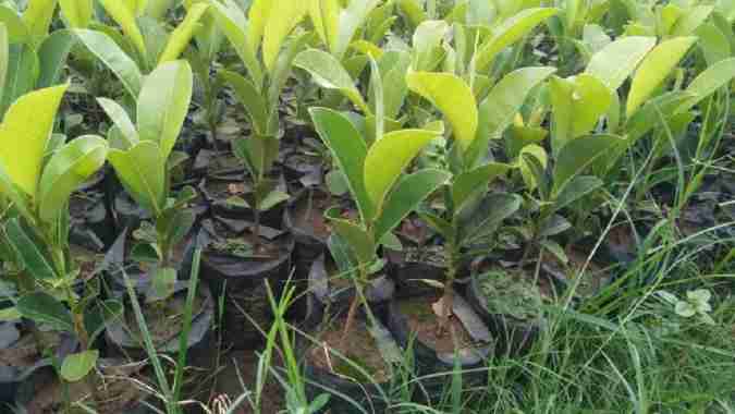 Bibit Buah Kenitu / Buah Genitu Bibit Buah Sawo Hijau