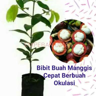 Bibit Buah Manggis Super Bibit Buah Manggis Okulasi
