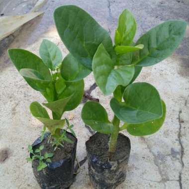 Bibit Daun Binahong Hijau Daun Herbal Multifungsi