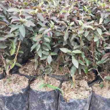 Bibit Tanaman Buah Jambu Biji Australia Jambu Biji Mini Merah