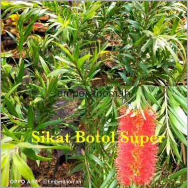 Bibit Tanaman Hias Sikat Botol Lebat Murah