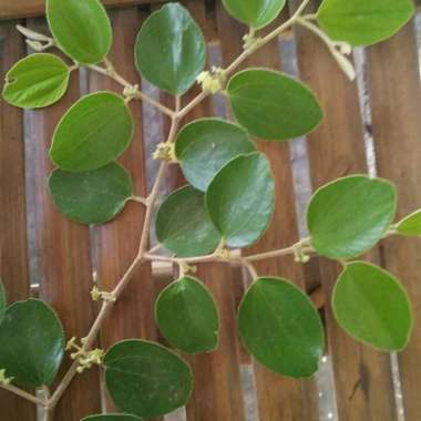 Daun Bidara 100 Gram Asli Daun Herbal Multifungsi