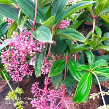 Buah Parijoto Bibit Buah Parijoto Siap Berbuah Parijoto Tanaman Ajaib