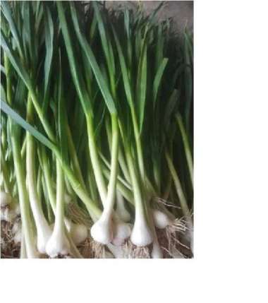 Daun Bawang Putih / Daun Bawang Son 1/2 KG - 500 Gram