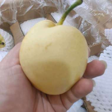 Buah Pir Century Pear Century 1kg