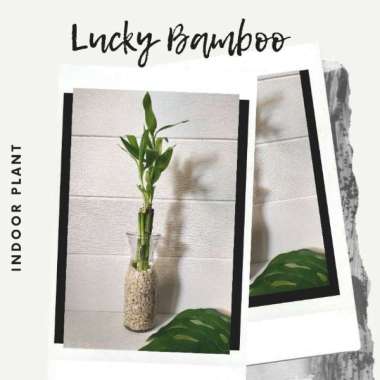 Bambu Cina Tanaman Hias Keberuntungan Rezeki Hoki Hoky Lucky Bamboo Dekorasi Pohon Bambu Mini Susun 