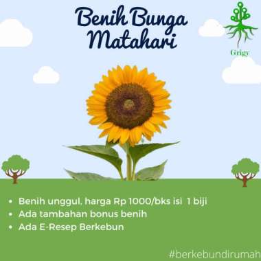 BIJI BUNGA MATAHARI, BENIH BUNGA MATAHARI