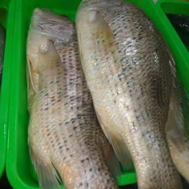 ikan kakap putih 1 kg