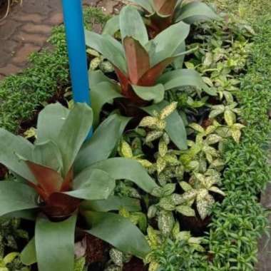 Tanaman Hias Bromelia Giant // Pohon Jayen