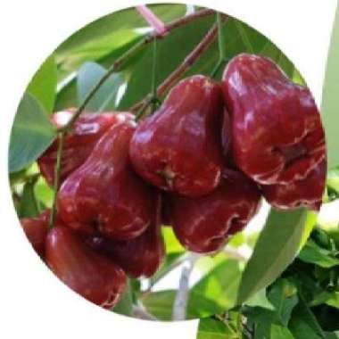 PROMOO.. Bibit Buah Tanaman Jambu Air/Jambu Citra