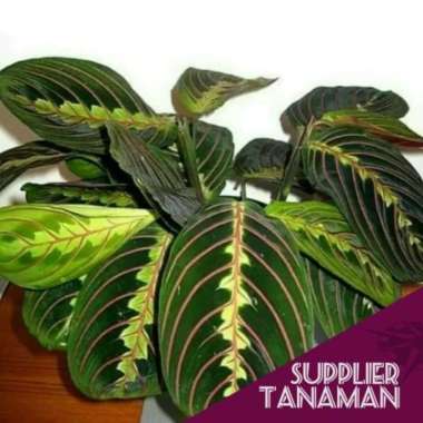 PROMOO.. Tanaman Hias Calathea Striped Pink-Calathea Kepiting --