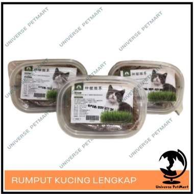 Paket Rumput Kucing Lengkap / Cat Wheat Grass Box