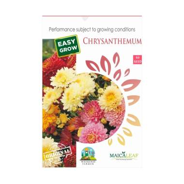 Jual Maica Leaf Bulb Lily Amaryllis Mix Color Tanaman 4 Umbi