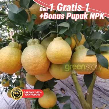 Bibit pohon buah jeruk dekopon jepang tambulampot cepat berbuah (tanaman pot)