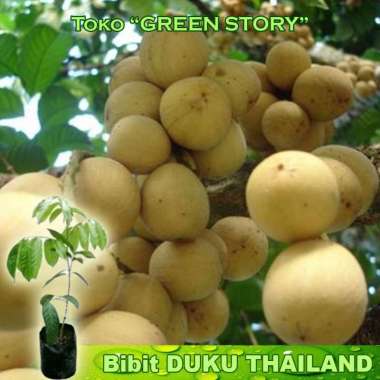 Bibit Duku Thailand non biji | Bibit Longkong | Bibit Dukong