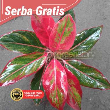 Aglonema Siam Aurora