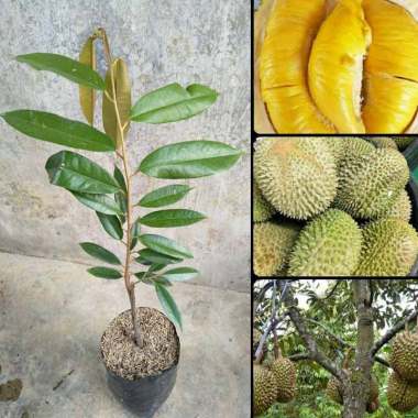 Jual Azzahra Berkah Bibitku Durian Montong Super Bibit Murah September 2020 Blibli Com