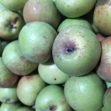 APEL MANALAGI SEGAR 1.0kg