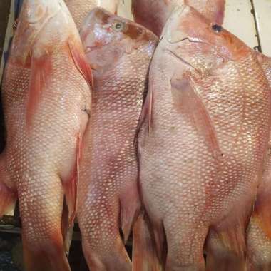 IKAN KAKAP MERAH SEGAR BESAR 2.0kg (Satuan Utuh)