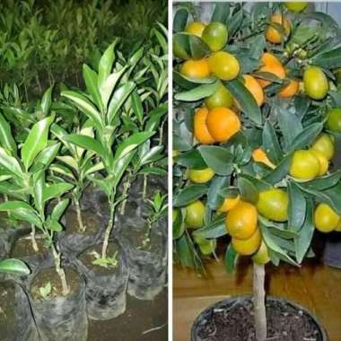 bibit jeruk nagami berbuah berbunga