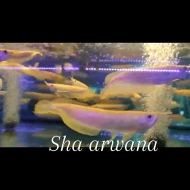 ikan albino silver arwana silver arwana albino Multivariasi Multicolor