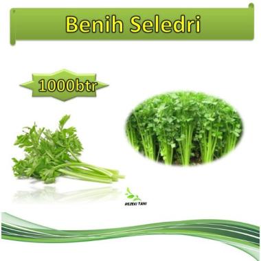 Jual Bibit Kangkung Murah Harga Promo Blibli