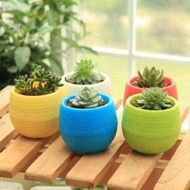 Pot mini tanaman hias tumbuhan Bunga Kaktus bonsai kecil meja rumah