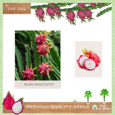 Bibit Benih Buah Naga Putih