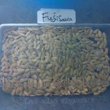Bibit Benih Melon Jepang Fujisawa Hidroponik
