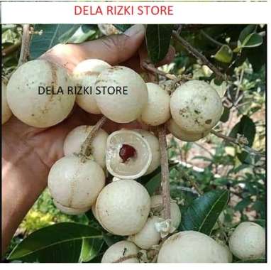 BERGARANSI BIBIT KELENGKENG BIBIT TANAMAN BUAH KELENGKENG ITOH - BIBIT KELENGKENG ITOH OKULASI